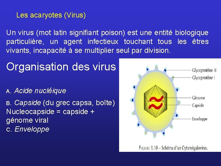 Les acaryotes (Virus) Un virus (mot latin signiﬁant poison) est une entité biologique particulière,