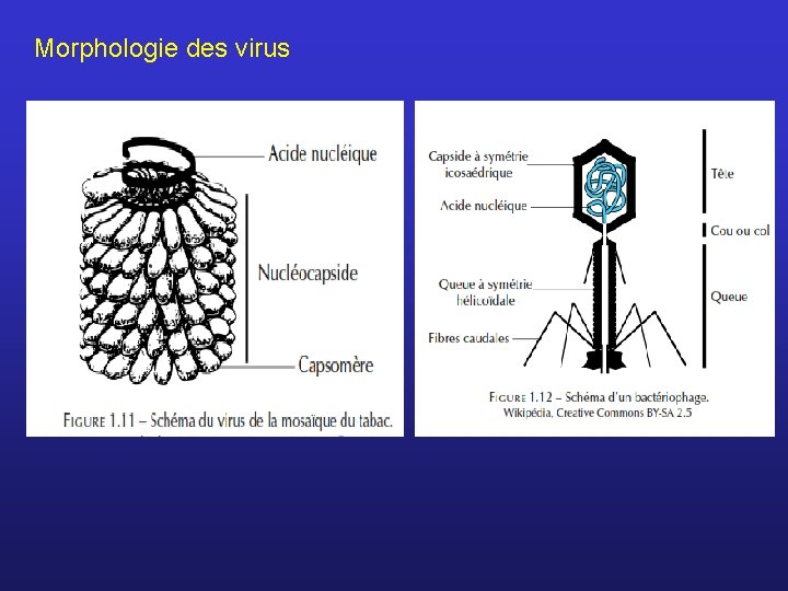Morphologie des virus 