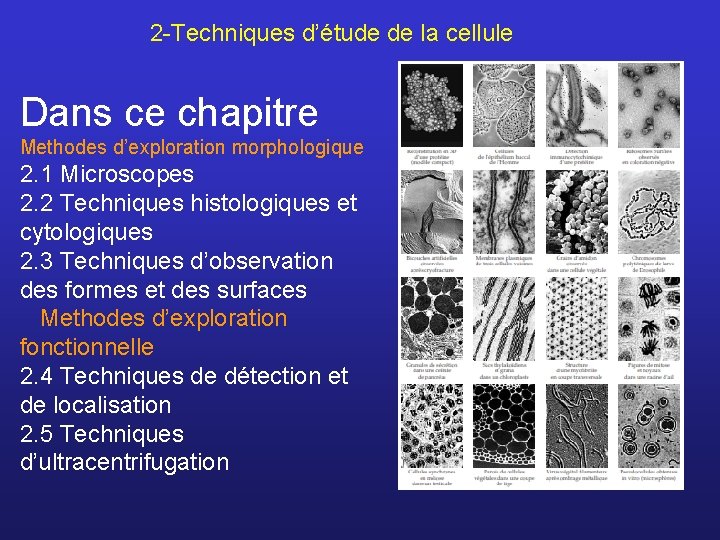 2 -Techniques d’étude de la cellule Dans ce chapitre Methodes d’exploration morphologique 2. 1