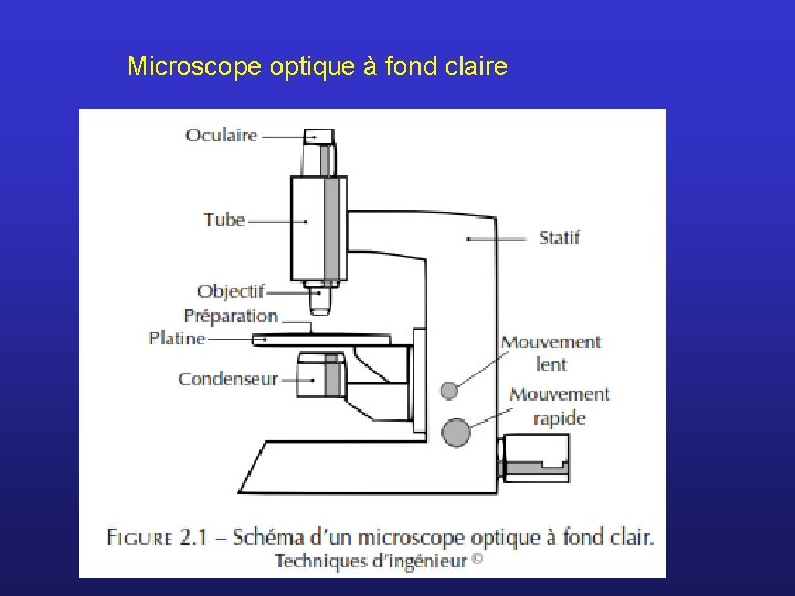 Microscope optique à fond claire 