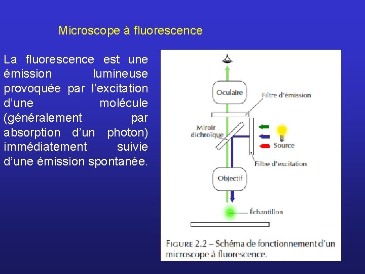 Microscope à fluorescence La ﬂuorescence est une émission lumineuse provoquée par l’excitation d’une molécule