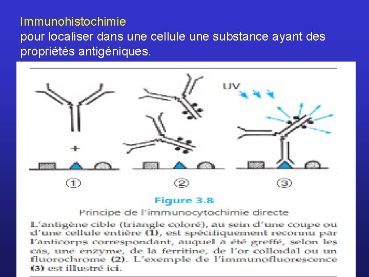 Immunohistochimie pour localiser dans une cellule une substance ayant des propriétés antigéniques. 