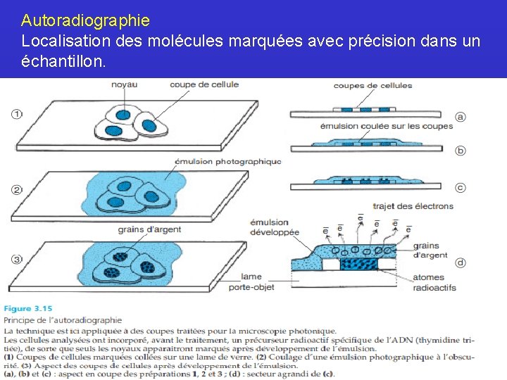 Autoradiographie Localisation des molécules marquées avec précision dans un échantillon. 