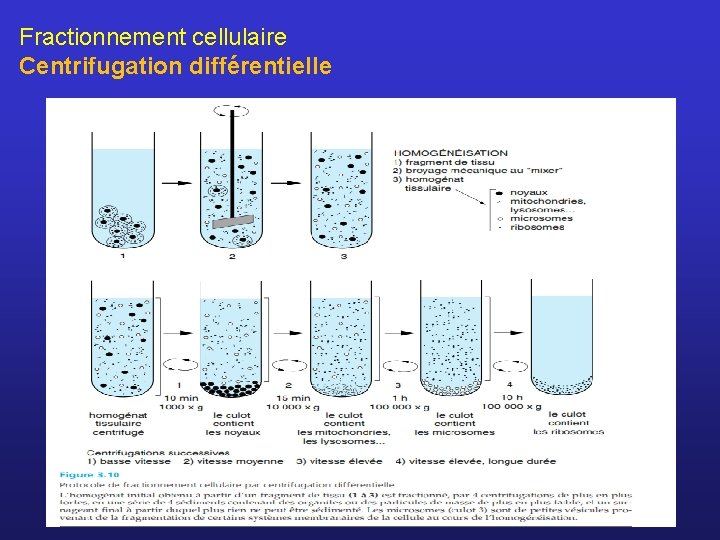 Fractionnement cellulaire Centrifugation différentielle 