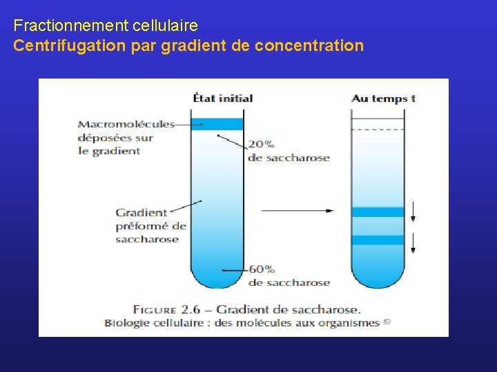 Fractionnement cellulaire Centrifugation par gradient de concentration 