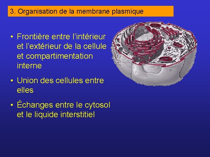 3. Organisation de la membrane plasmique • Frontière entre l’intérieur et l’extérieur de la