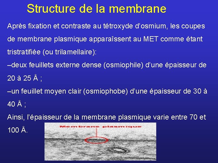 Structure de la membrane Après ﬁxation et contraste au tétroxyde d’osmium, les coupes de