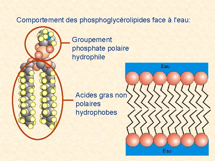 Comportement des phosphoglycérolipides face à l'eau: Groupement phosphate polaire hydrophile Acides gras non polaires