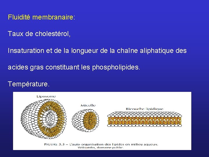 Fluidité membranaire: Taux de cholestérol, Insaturation et de la longueur de la chaîne aliphatique