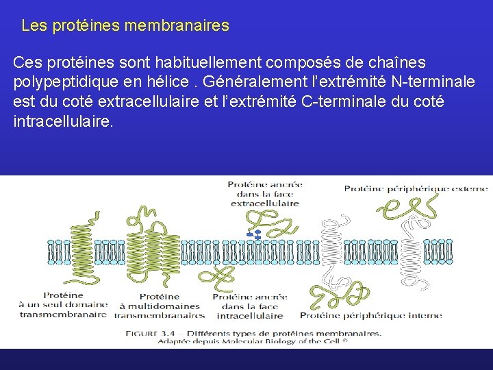 Les protéines membranaires Ces protéines sont habituellement composés de chaînes polypeptidique en hélice. Généralement