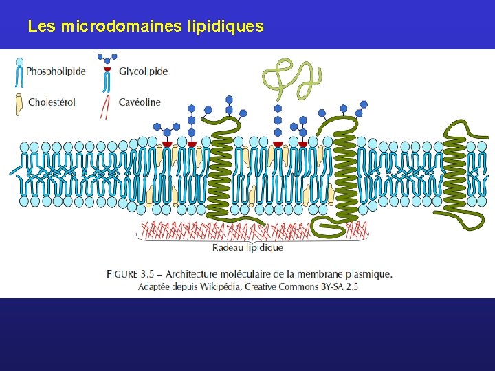 Les microdomaines lipidiques 