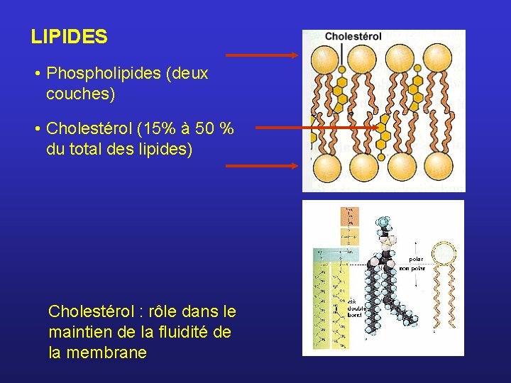 LIPIDES • Phospholipides (deux couches) • Cholestérol (15% à 50 % du total des