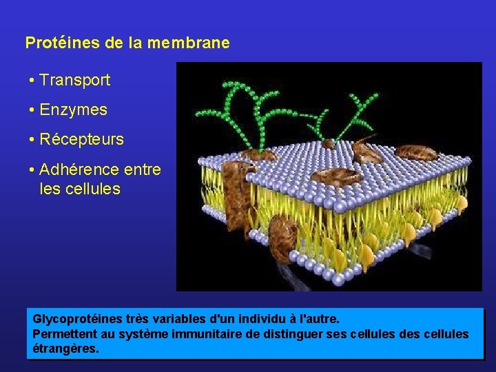 Protéines de la membrane • Transport • Enzymes • Récepteurs • Adhérence entre les
