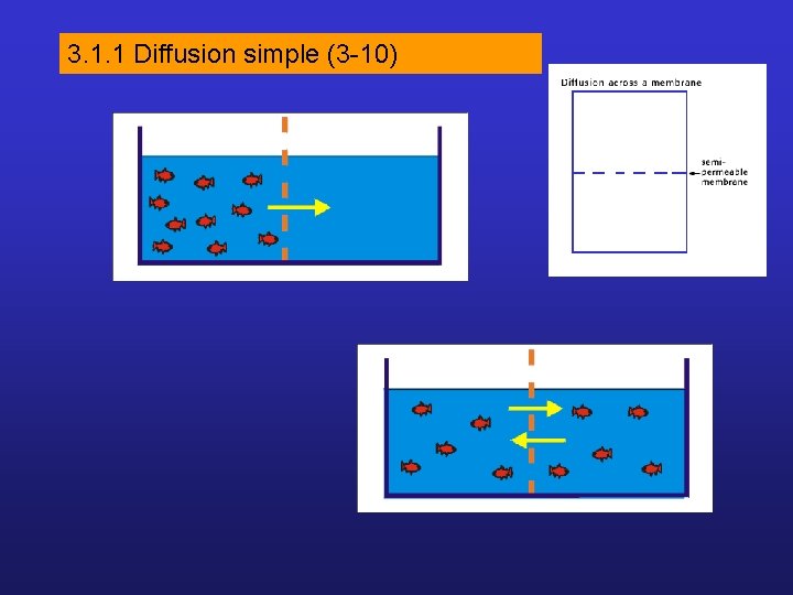 3. 1. 1 Diffusion simple (3 -10) 