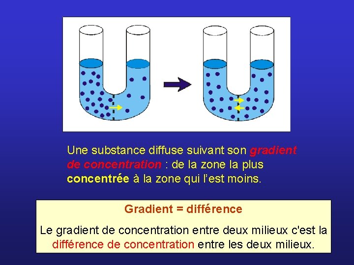 Une substance diffuse suivant son gradient de concentration : de la zone la plus