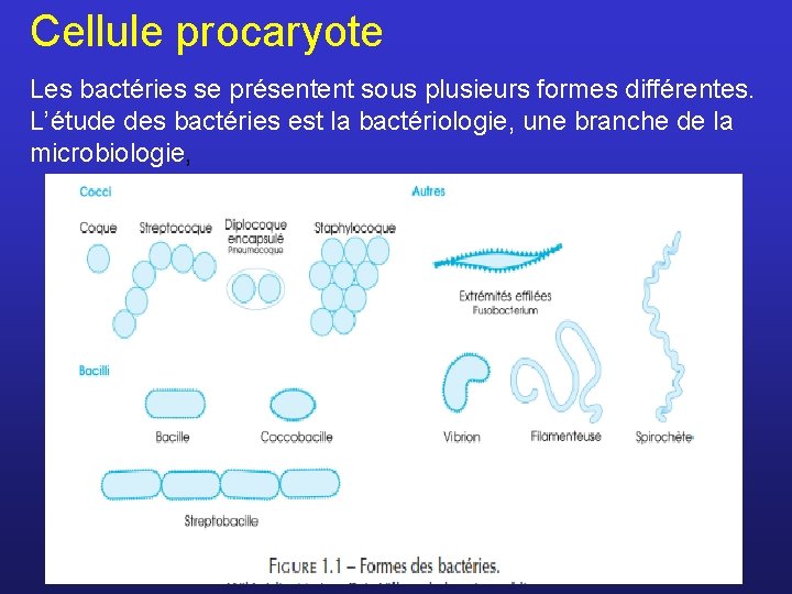 Cellule procaryote Les bactéries se présentent sous plusieurs formes différentes. L’étude des bactéries est