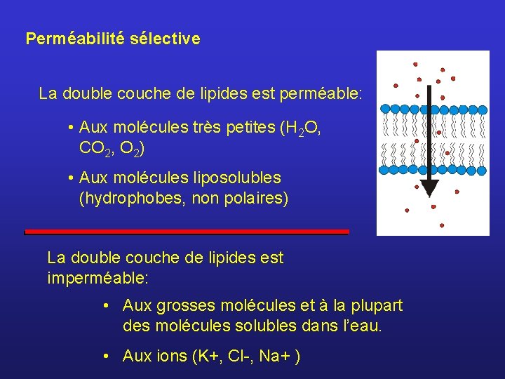 Perméabilité sélective La double couche de lipides est perméable: • Aux molécules très petites