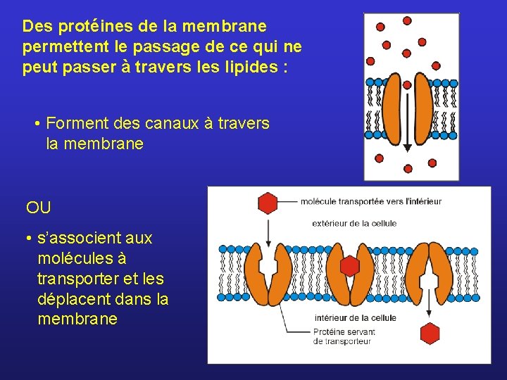 Des protéines de la membrane permettent le passage de ce qui ne peut passer