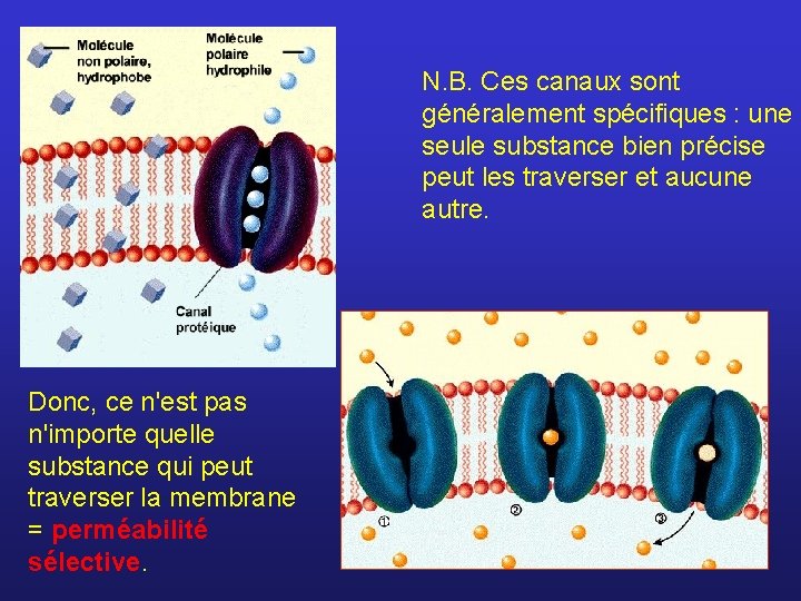 N. B. Ces canaux sont généralement spécifiques : une seule substance bien précise peut