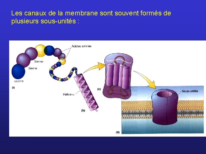 Les canaux de la membrane sont souvent formés de plusieurs sous-unités : 