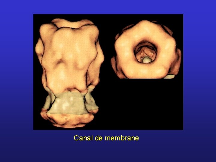 Canal de membrane 