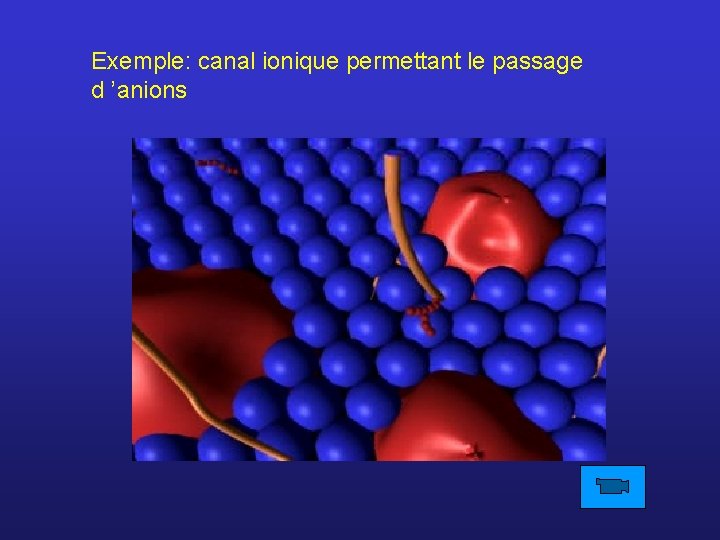 Exemple: canal ionique permettant le passage d ’anions 