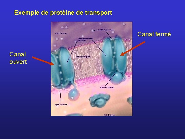 Exemple de protéine de transport Canal fermé Canal ouvert 
