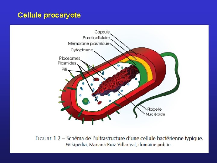 Cellule procaryote 