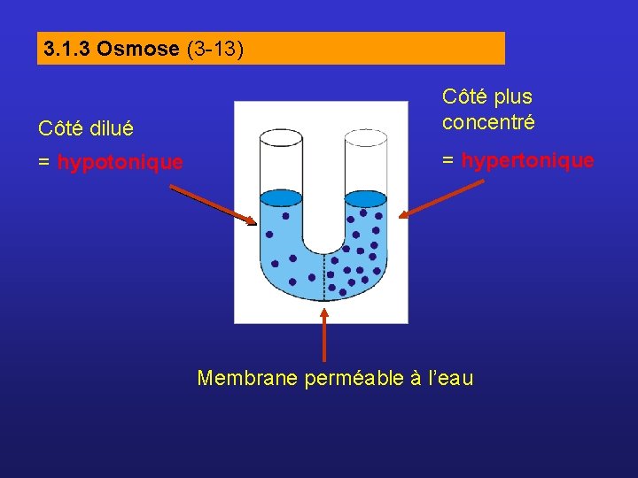 3. 1. 3 Osmose (3 -13) Côté dilué Côté plus concentré = hypotonique =
