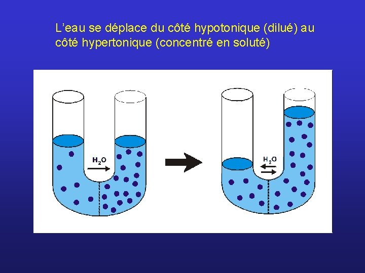 L’eau se déplace du côté hypotonique (dilué) au côté hypertonique (concentré en soluté) 