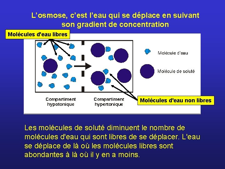 L’osmose, c’est l’eau qui se déplace en suivant son gradient de concentration Molécules d'eau