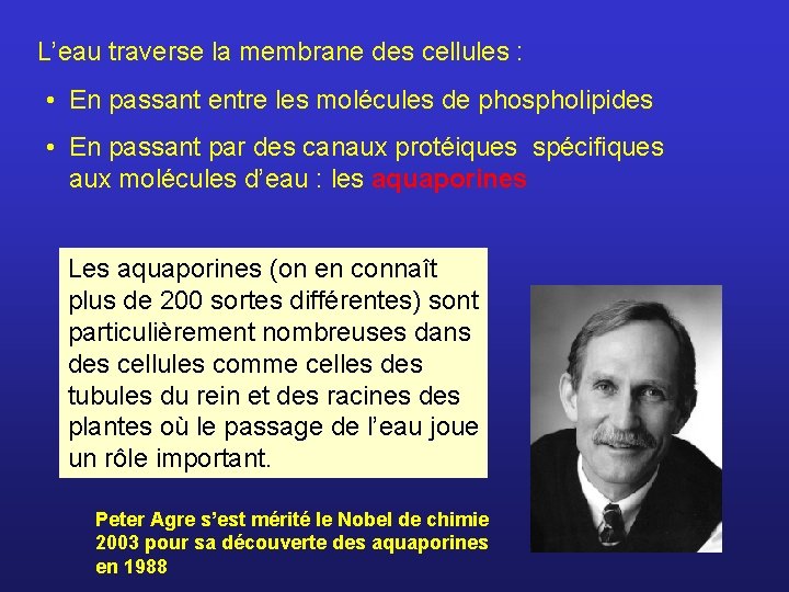 L’eau traverse la membrane des cellules : • En passant entre les molécules de