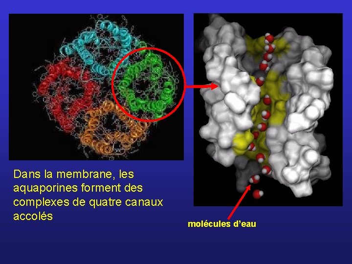 Dans la membrane, les aquaporines forment des complexes de quatre canaux accolés molécules d’eau