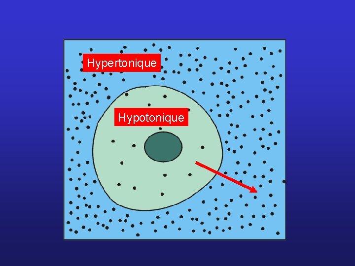 Hypertonique Hypotonique 