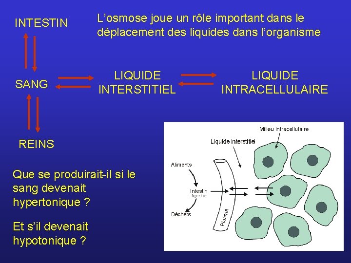 INTESTIN L’osmose joue un rôle important dans le déplacement des liquides dans l’organisme SANG