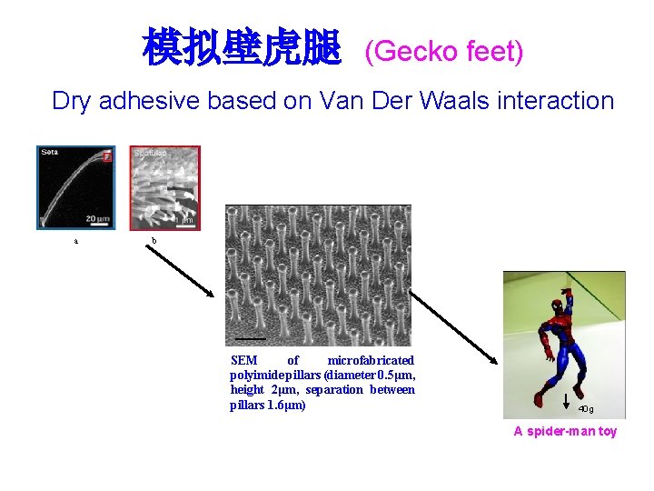模拟壁虎腿 (Gecko feet) Dry adhesive based on Van Der Waals interaction a b SEM