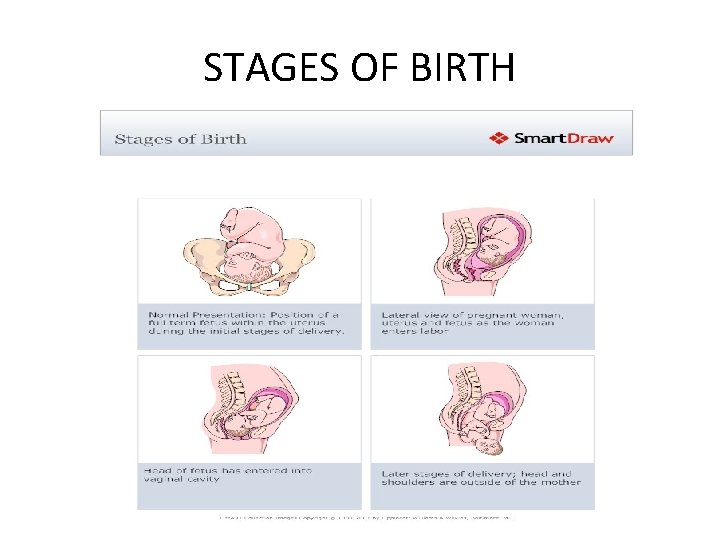 STAGES OF BIRTH 