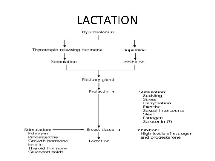 LACTATION 