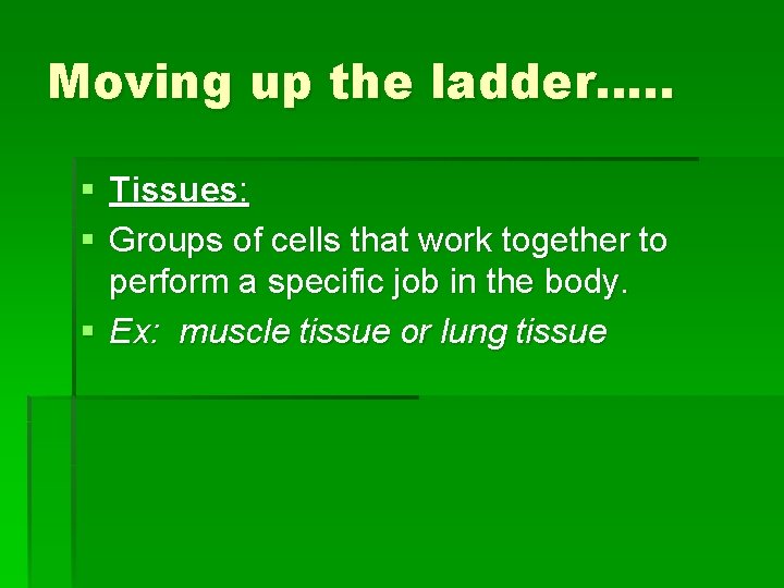 Moving up the ladder…. . § Tissues: § Groups of cells that work together
