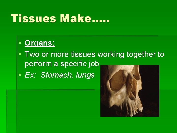 Tissues Make…. . § Organs: § Two or more tissues working together to perform