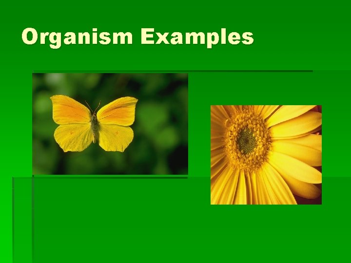 Organism Examples 