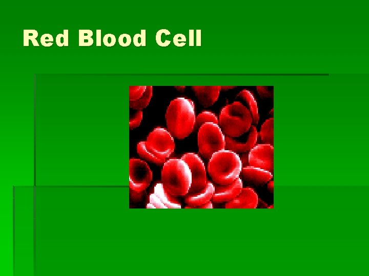 Red Blood Cell 
