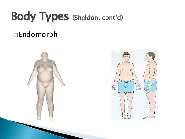 Body Types (Sheldon, cont’d) � Endomorph 