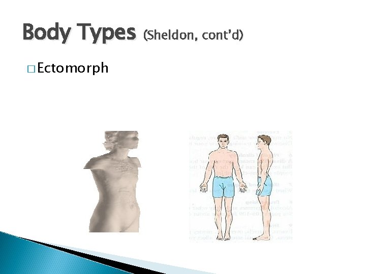 Body Types (Sheldon, cont’d) � Ectomorph 
