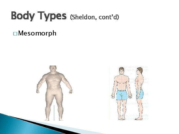 Body Types (Sheldon, cont’d) � Mesomorph 