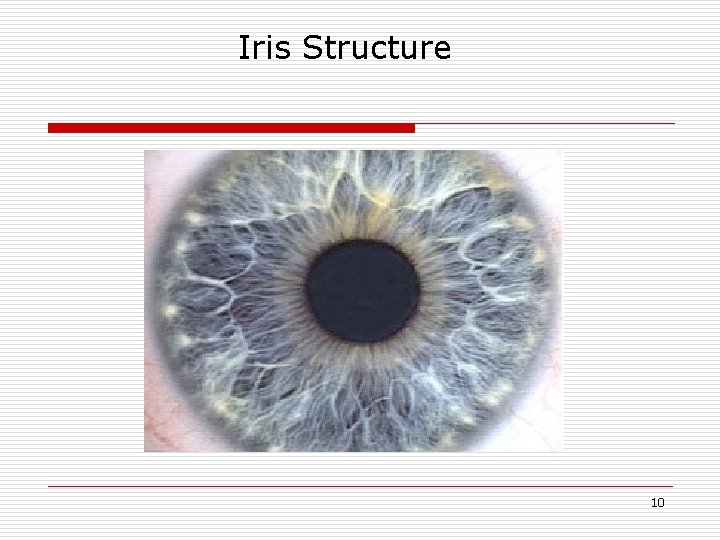 Iris Structure 10 