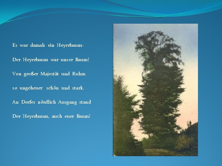 Es war damals ein Heyerbaum. Der Heyerbaum war unser Baum! Von großer Majestät und