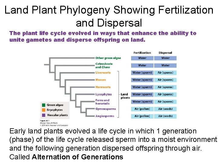 Land Plant Phylogeny Showing Fertilization and Dispersal The plant life cycle evolved in ways