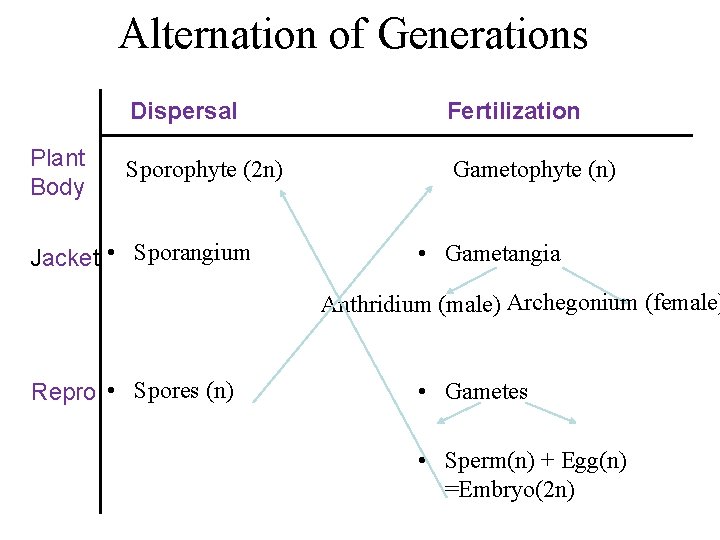 Alternation of Generations Plant Body Dispersal Fertilization Sporophyte (2 n) Gametophyte (n) Jacket •