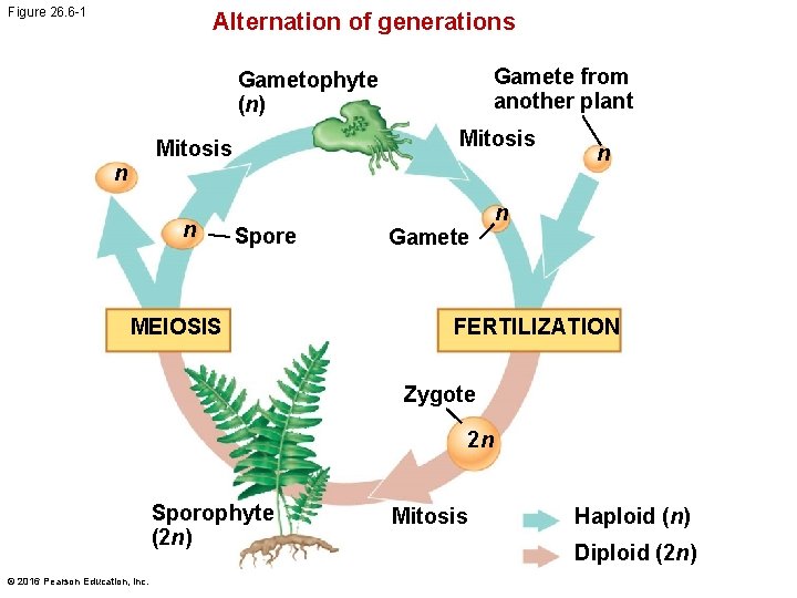 Figure 26. 6 -1 Alternation of generations Gamete from another plant Gametophyte (n) Mitosis